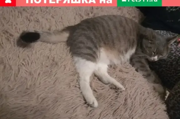 Найдена домашняя кошка на пр. Авиаконструкторов, СПб