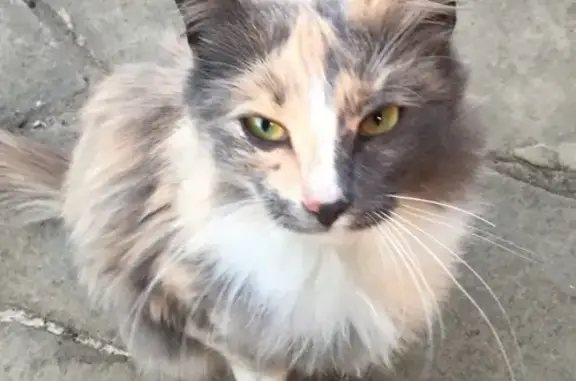 Найдена кошка в Мытищах, ищет дом