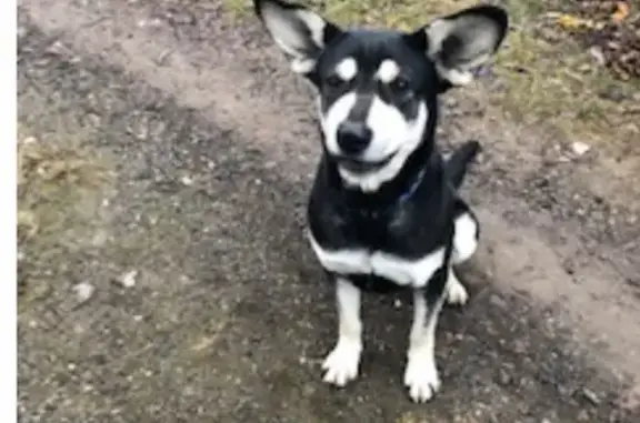 Найдена собака в поселке Кирпичного Завода, Москва