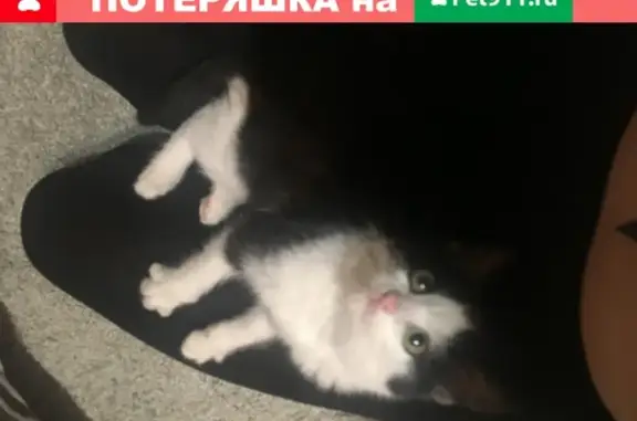 Кошка найдена на улице Виктора Уса, 9 в Новосибирске