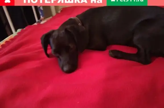 Найдена собака в районе 2 школы, ул. Свердлова, Псков