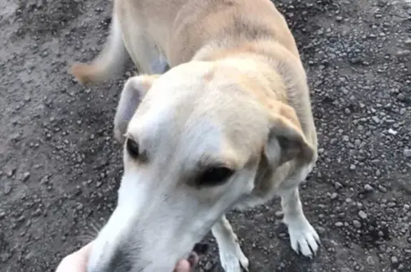 Найдена собака в Богучаре, Воронежская область