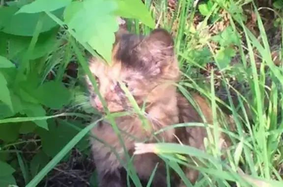 Кошки потеряшки, Советский, фото: Потеряшка котёнок в Советском посёлке, вознаграждение