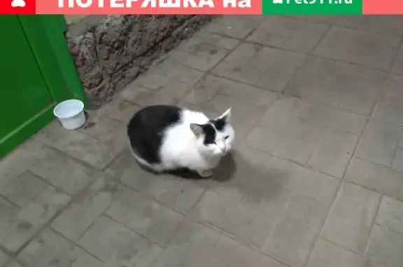 Найдена кошка напротив ТЦ Аркада, ул. М.Губайдуллина, 11