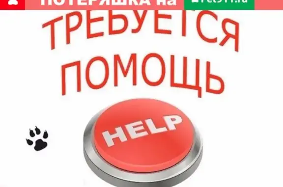 Собаки потеряшки, Тверь, фото: Потеряшка собака Джесс на Победы пр-т, Тверь