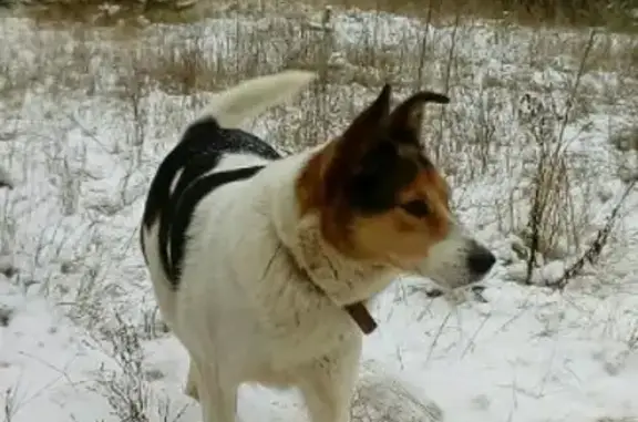 Пропала собака Альма в Лузе, Кировская область