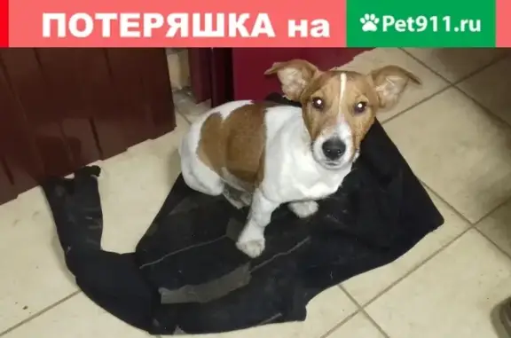 Собака найдена в Подольске, проезд Авиаторов 1.