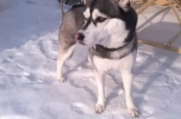 Собака найдена в Чулыме, Новосибирская область