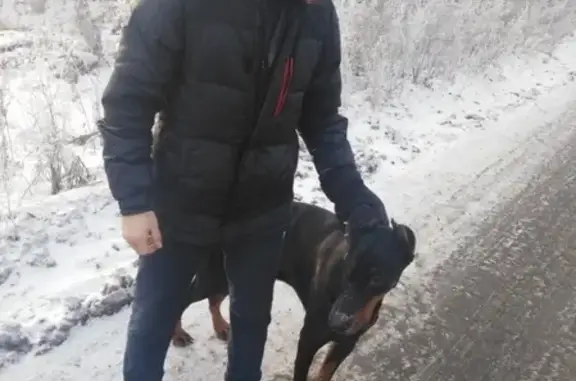 Найдена собака на ул. Рокосовского 15 в Красноярске. Нужна помощь в поиске хозяина