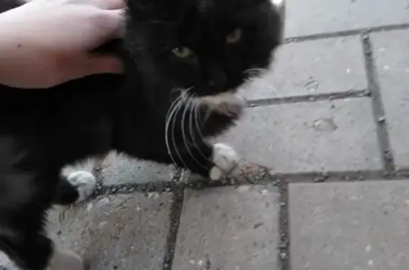 Найдена кошка на ул. Сибайской, ищем приют