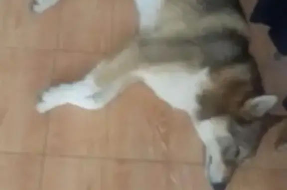 Найдена собака в Ставрополе без хозяев