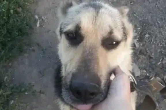 Пропала собака Рекс в районе лыжной базы, Карасук.