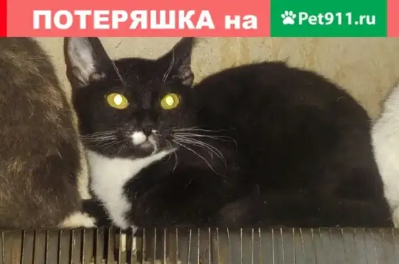 Найден котенок-сфинкс на ул. Космонавтов, Солнечный