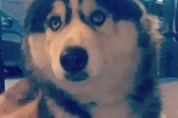 Собаки потеряшки, Лукаши, фото: Потеряшка собака Ненси в Лукаши, Ленобласть