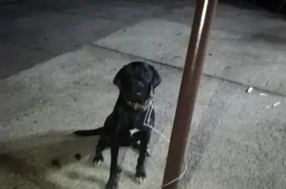 Найдена собака в Горячем Ключе