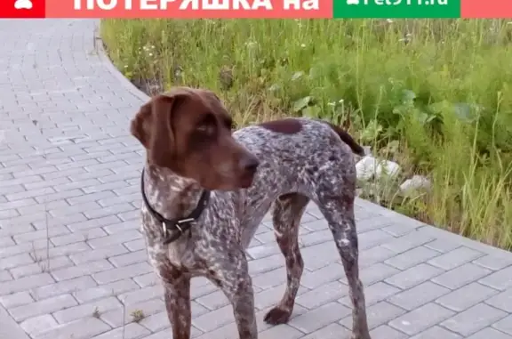 Пропала собака в д. Малахово, Тульская область, нужна помощь