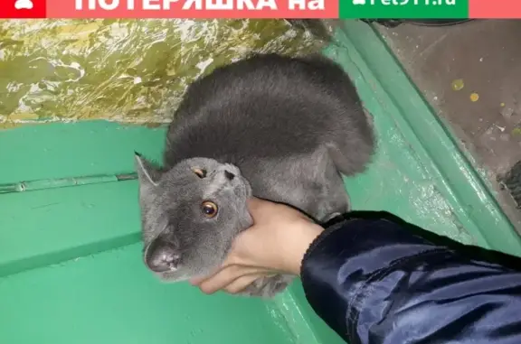 Найден домашний кот на ул. Маяковского 32, Сургут