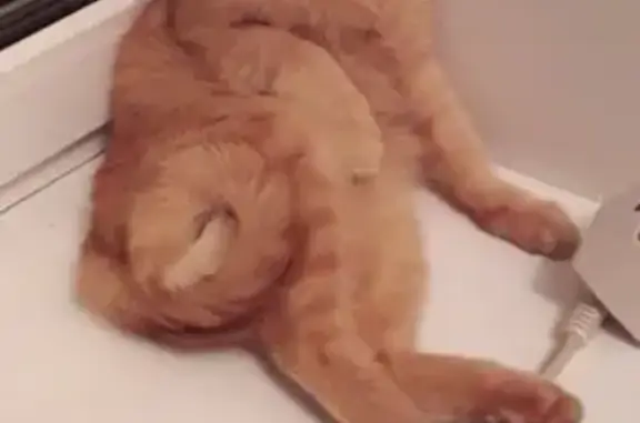 Потерянные животные Салават, фото: Пропал кот 