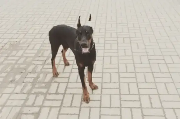 Пропала собака доберман в Самарской области, ориентир - поселок Кирсановка.