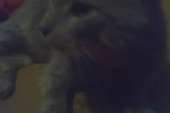 Найдена серая кошка на ул. Молодежной, ПГТ Красная Поляна