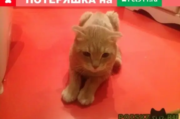 Пропала кошка, найден кот на ул. Затонная, Москва