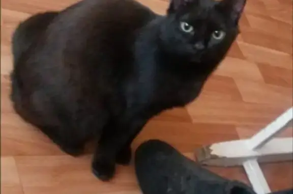 Пропала чёрная кошка с адреса В. Ленина, 33.
