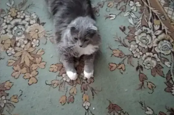 Кошки потеряшки, Ижевск, фото: Потеряшка кошка Грей-Си с белой шеей и лапами на Тимирязева,3, Ижевск