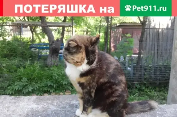 Пропала кошка на ул. Лесной в Гурьевске, вознаграждение.