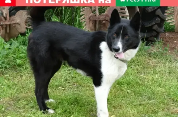 Пропала собака Лайка в Новоржеве