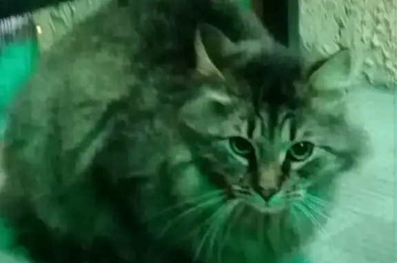 Найдена кошка в Великом Новгороде