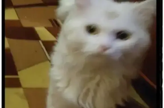 Кошки потеряшки, Магнитогорск, фото: Потеряшка кот Масик в Садовом Товариществе Строитель-7