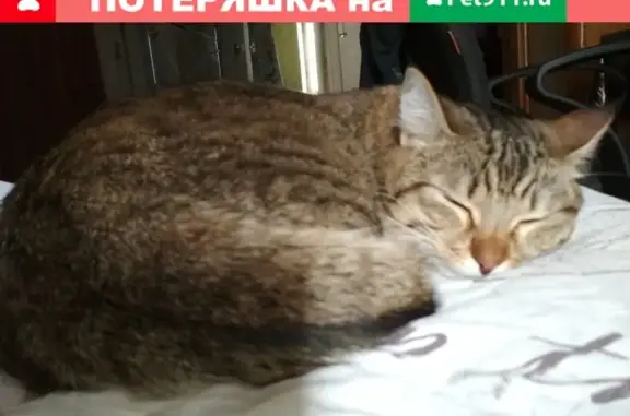 Найдена кошка на Москворецкой улице