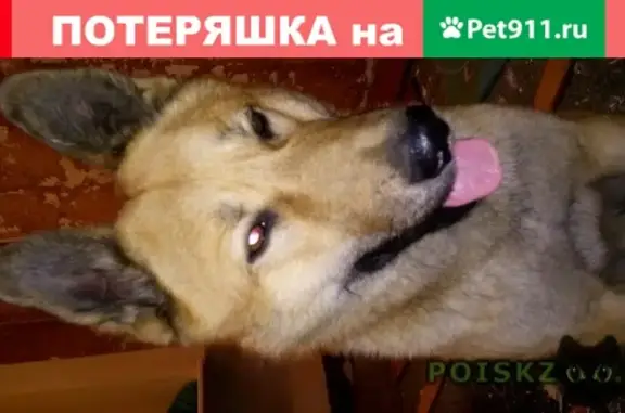 Найден дружелюбный пёс в Екатеринбурге