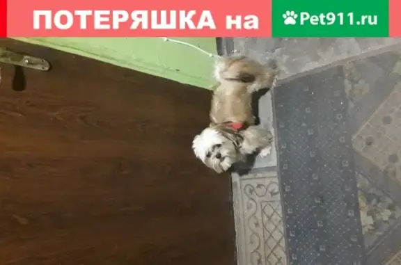 Собака Ши-ту найдена на ул. Захарова 29, Калининград