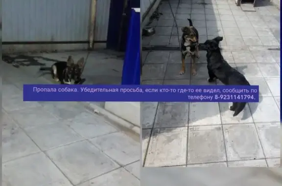 Пропала собака Кукла в Новосибирской области