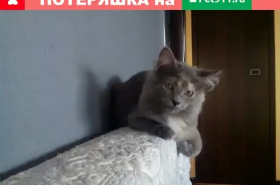 Пропала кошка Тоська на улице В. Ленина, 37 (Республика Башкортостан, Белорецк)