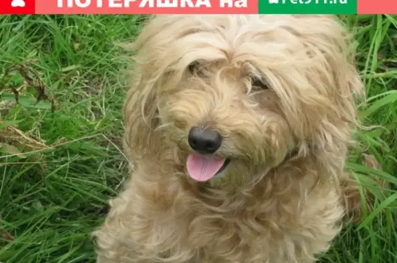 Потерянные животные Банное, фото: Пропала собака в с. Банное, Гайский район