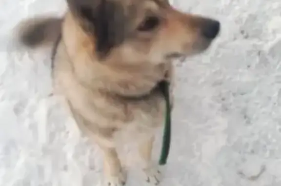 Найдена собака в Любинском районе Омской области