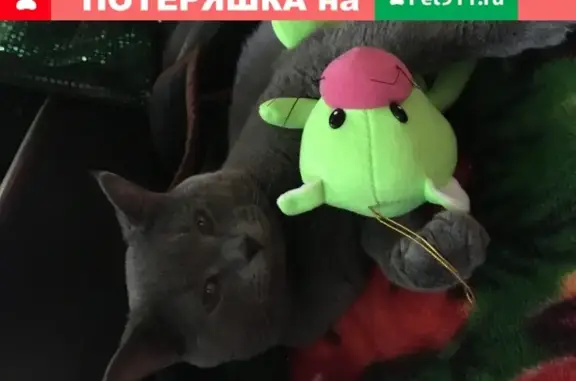 Найден кот в Казани на улице Халева