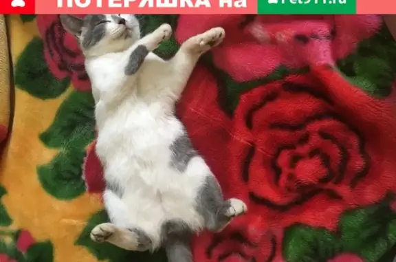 Найдена игривая и ласковая кошка в Казани, улица Халева.