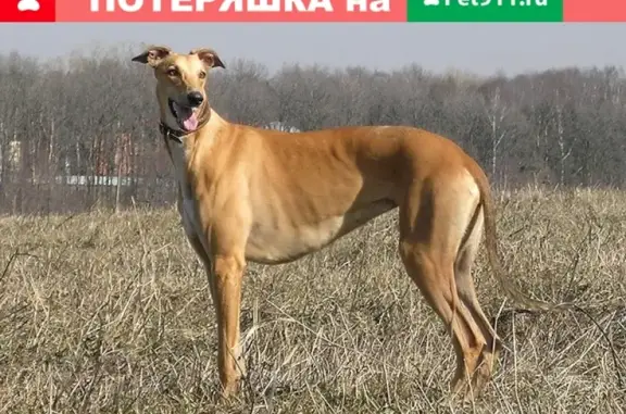 Найдена охотничья собака в Никольском микрорайоне, Воронеж