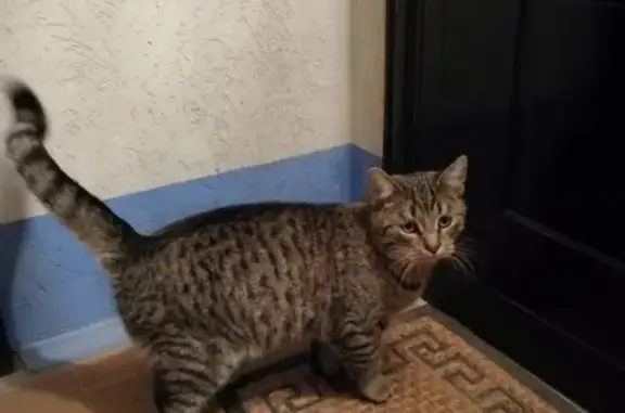 Найден кот: озёрная 12, Великий Новгород