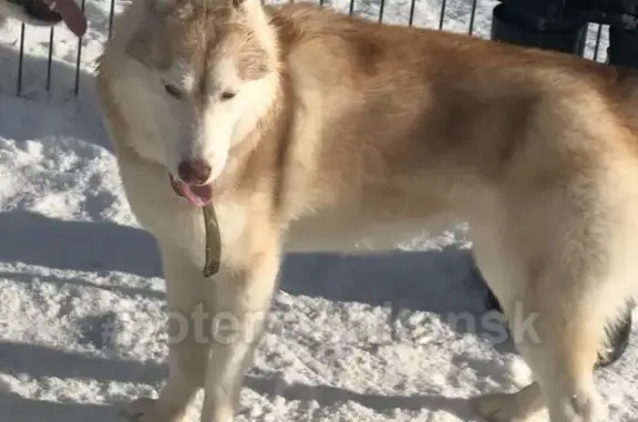 Пропала собака на ул. Свердлова, Новосибирск