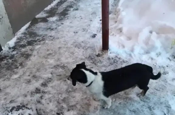 Найдена собака на Попова 5 в Барнауле