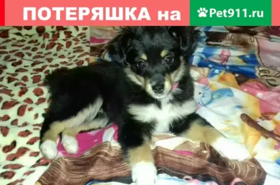 Найден щенок возле Богуная в Зеленогорске