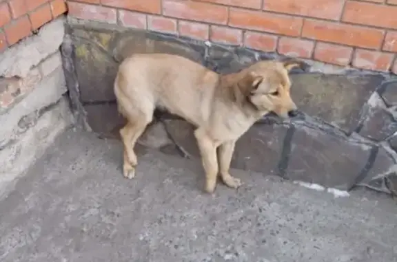 Найдена домашняя собака с переломом лапы возле военкомата в Минусинске