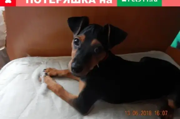 Пропала собака в Заводоуковске, вознаграждение.