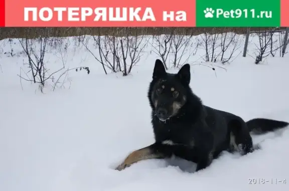Пропала собака Байкал в Академгородке