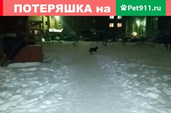 Найдена собака на Пролетарской улице