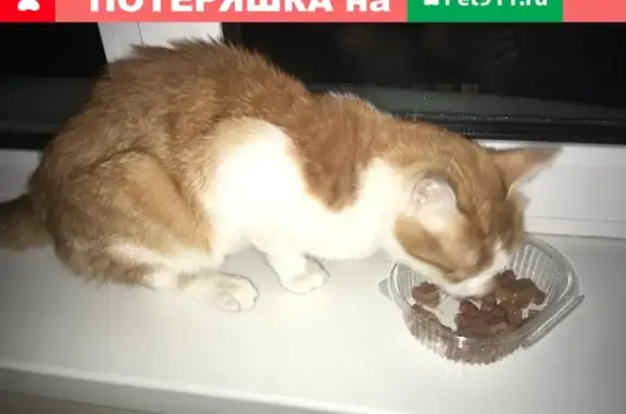 Найден кот на ул. Советской Армии, 71